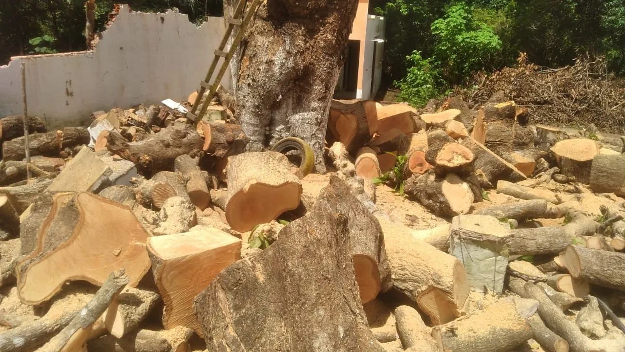 Cortes de Árvores em geral  - Foto 2