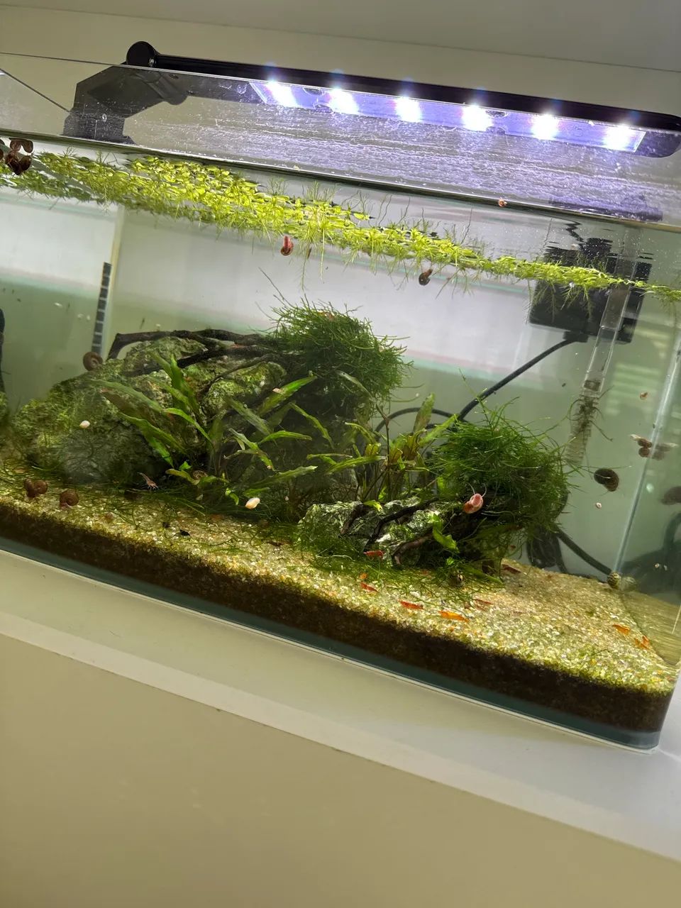 Aquário de 20l - Foto 4