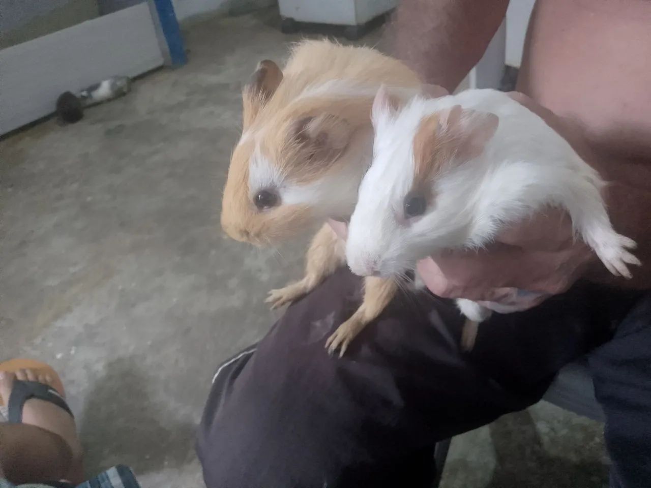 CASAL DE LINDOS PORQUINHOS DA INDIA