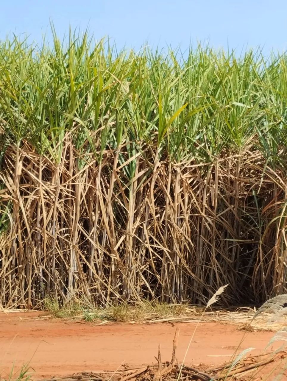 Fazenda de cana 160 mil o alqueiro 