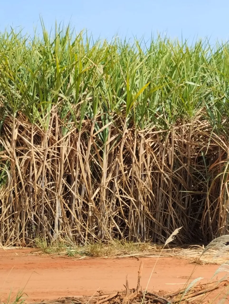 Fazenda de cana 160 mil o alqueiro