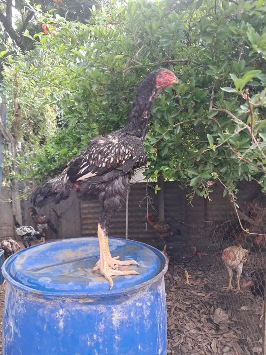 Frangos índio gigante  - Foto 3