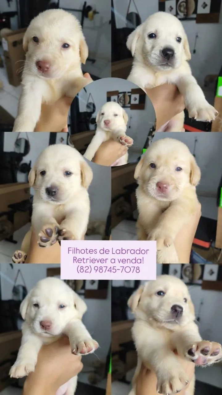 Filhotes de Labrador Retriever à venda!