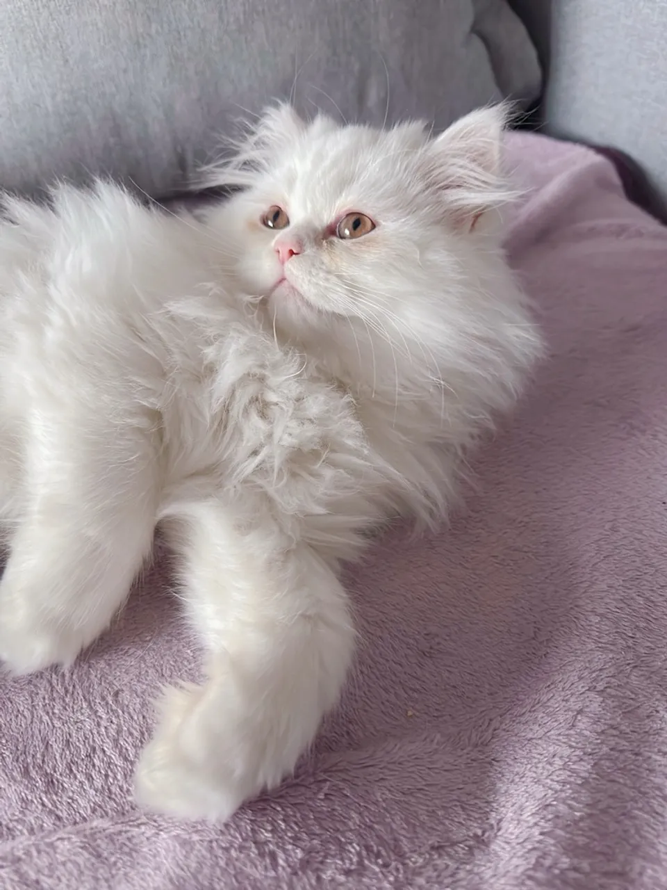 Gatinho Persa Branco
