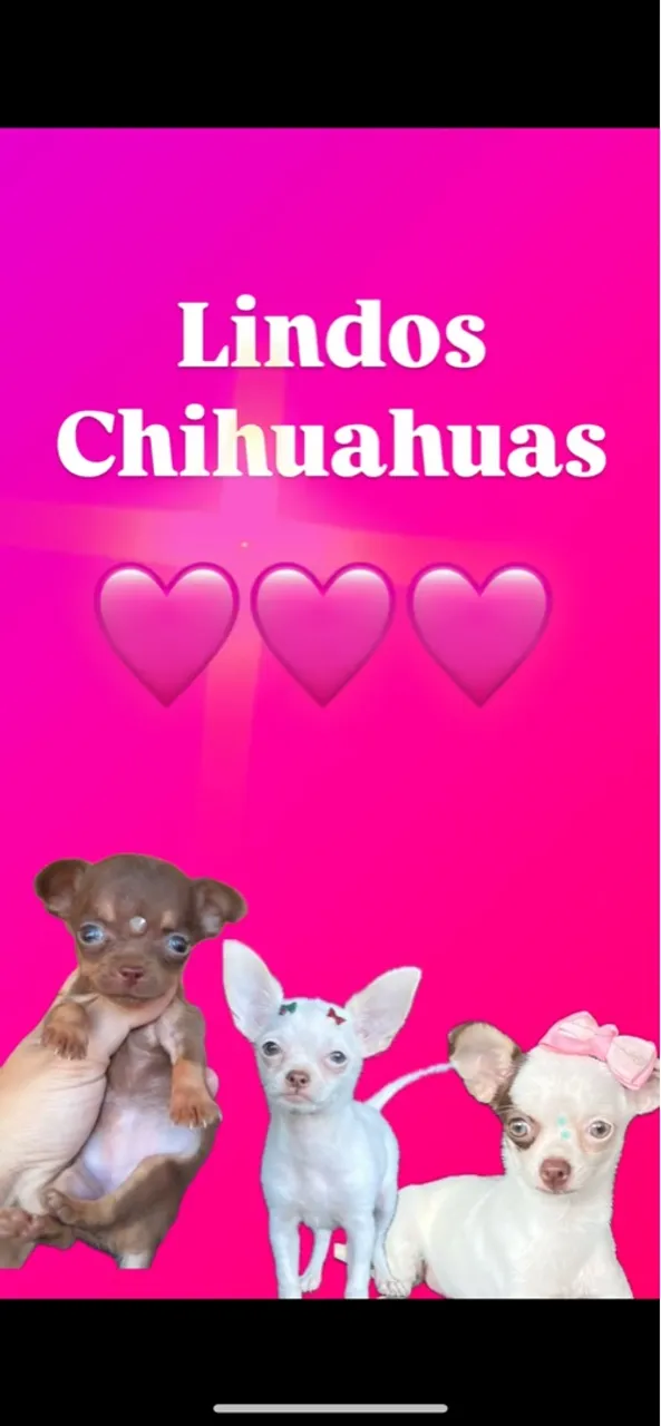 Chihuahuas em até 18x