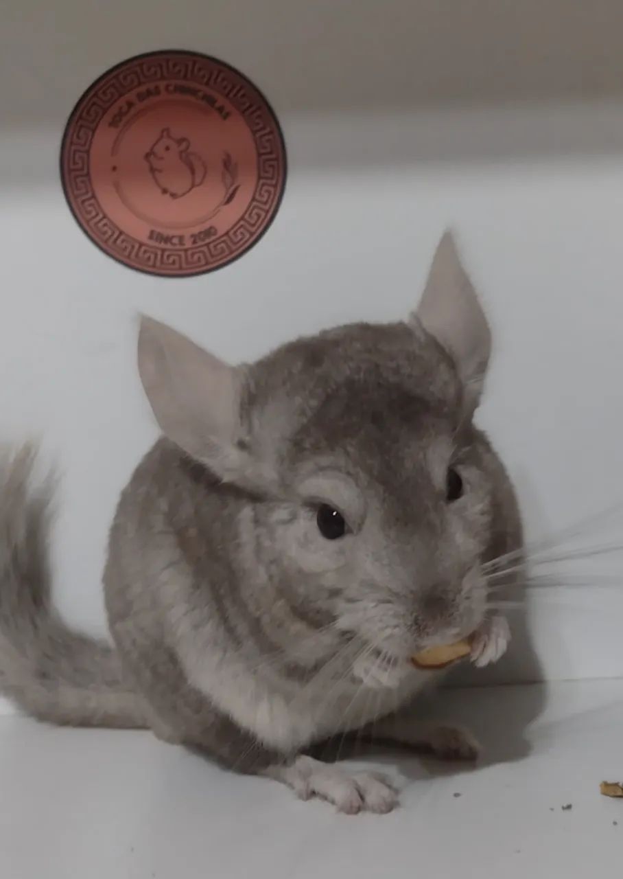 Venda de Chinchila em SP  - Foto 2