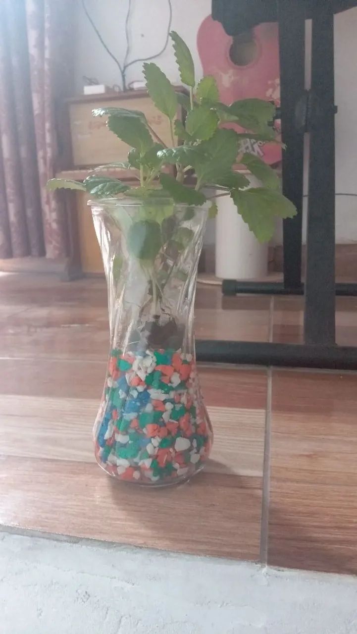 Planta em vaso de vidro com pedrinhas coloridas