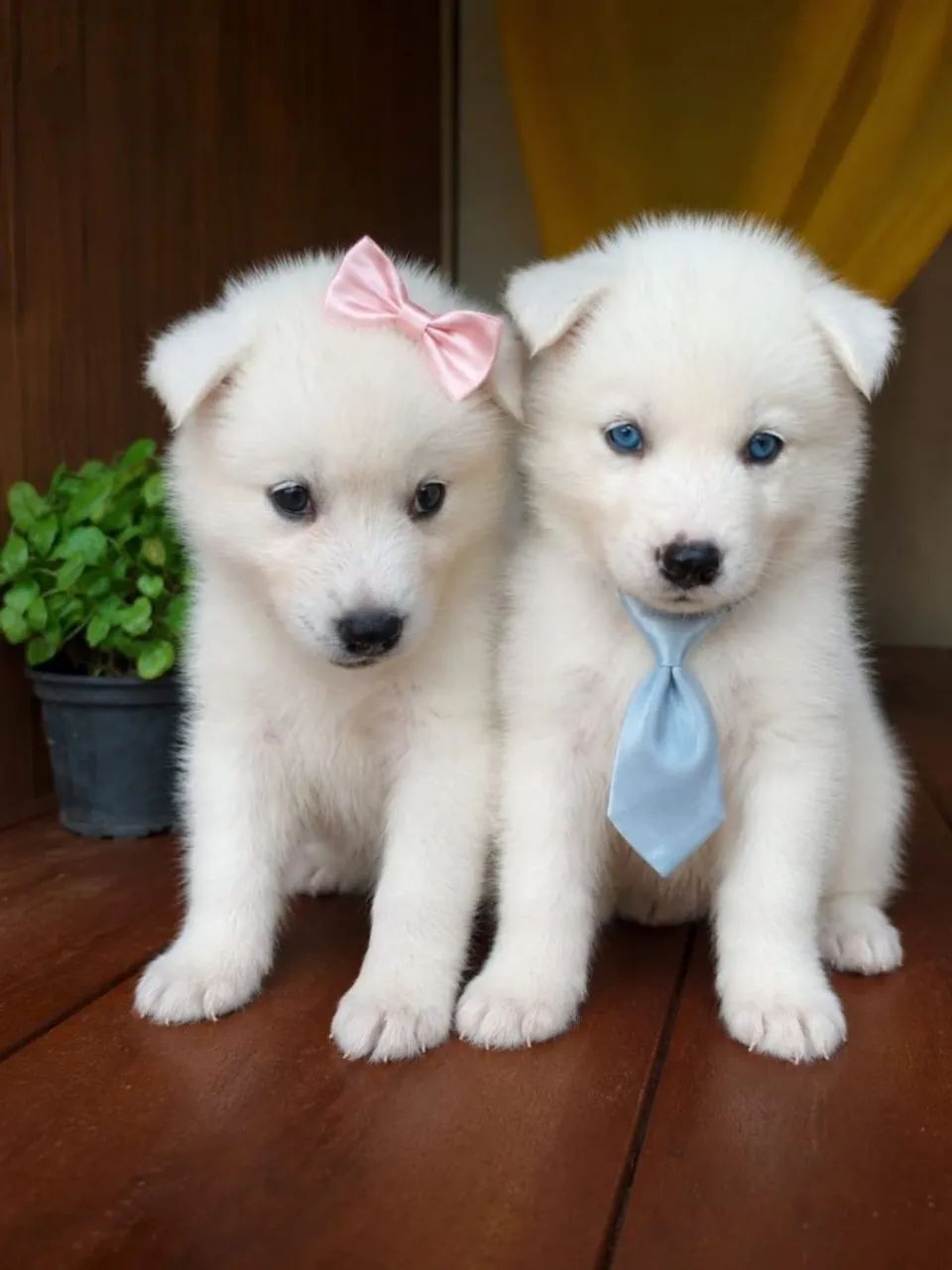 Cachorros  - Foto 4
