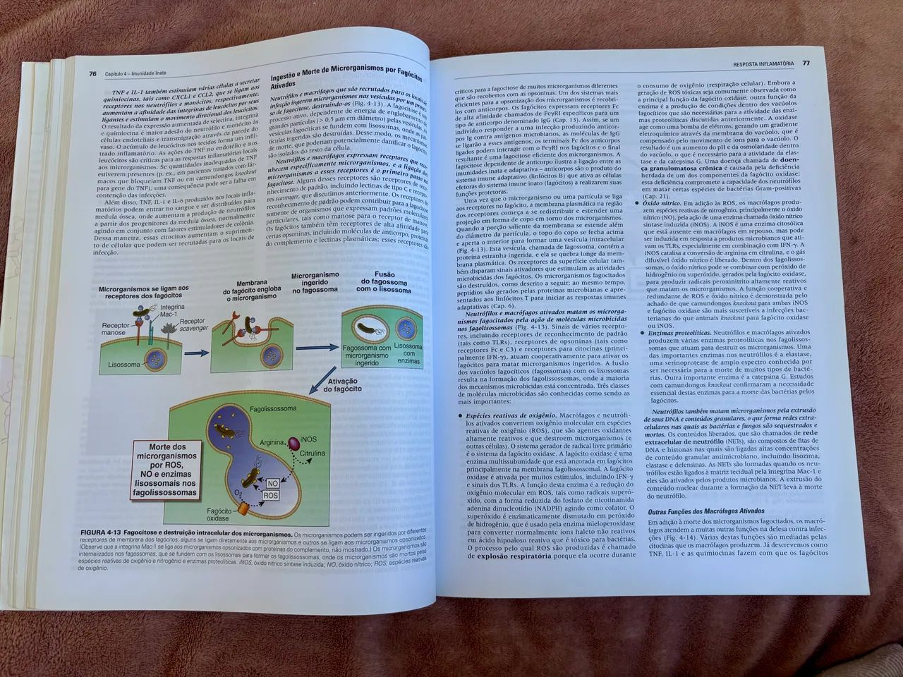 IMUNOLOGIA Celular e Molecular Tradução da 8ª edição - Foto 2