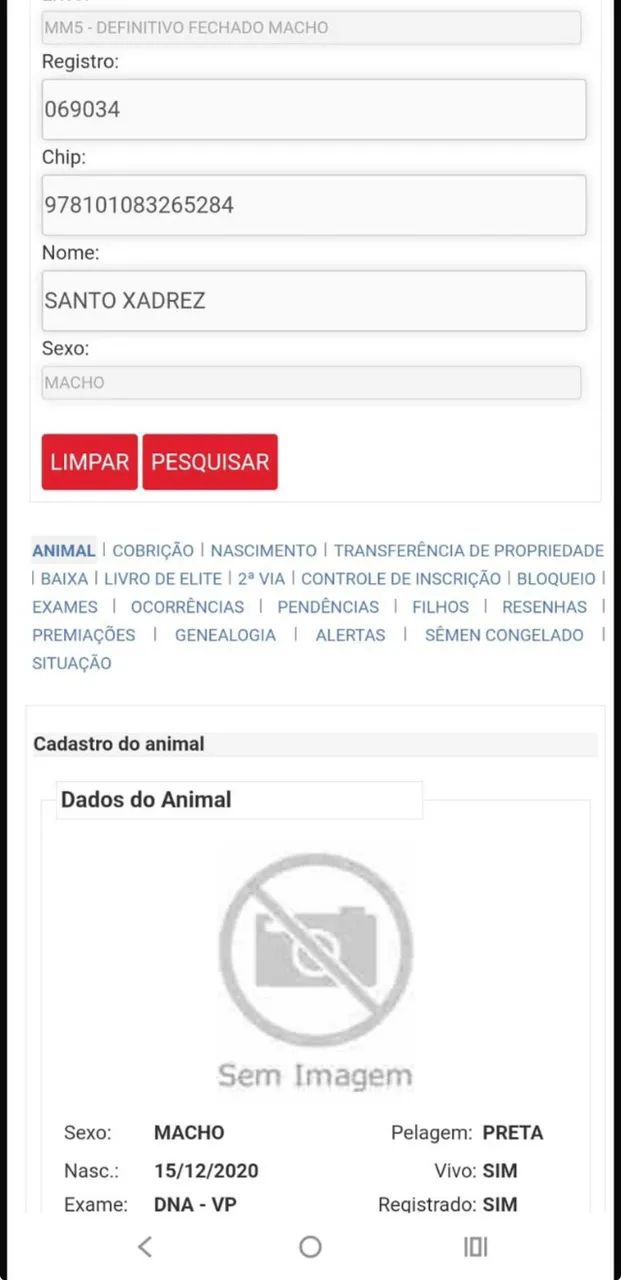 Cavalo Manga Larga Marchador de genética consistente e alto potencial - Foto 4