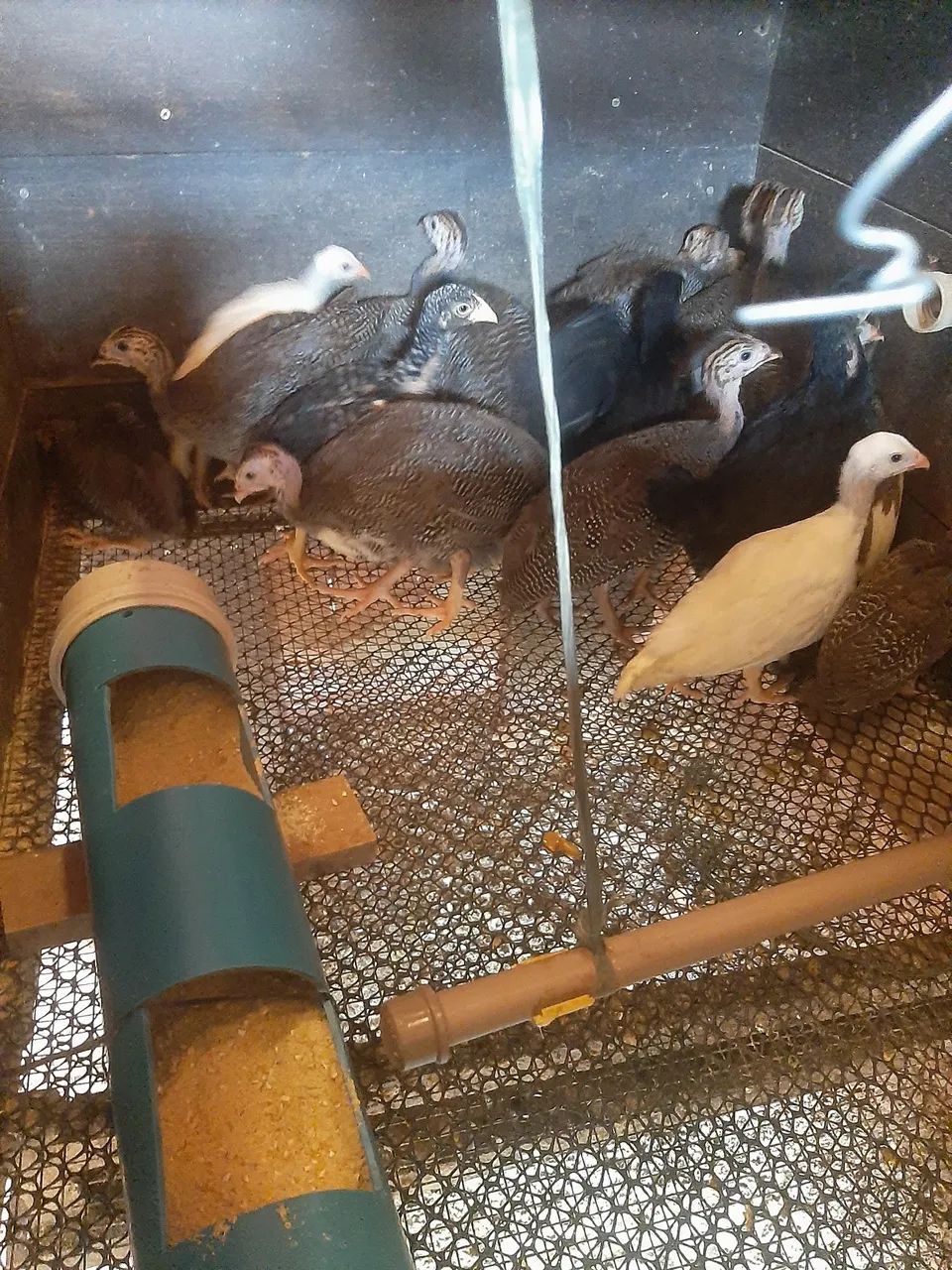 Galinhas de angola - Foto 2