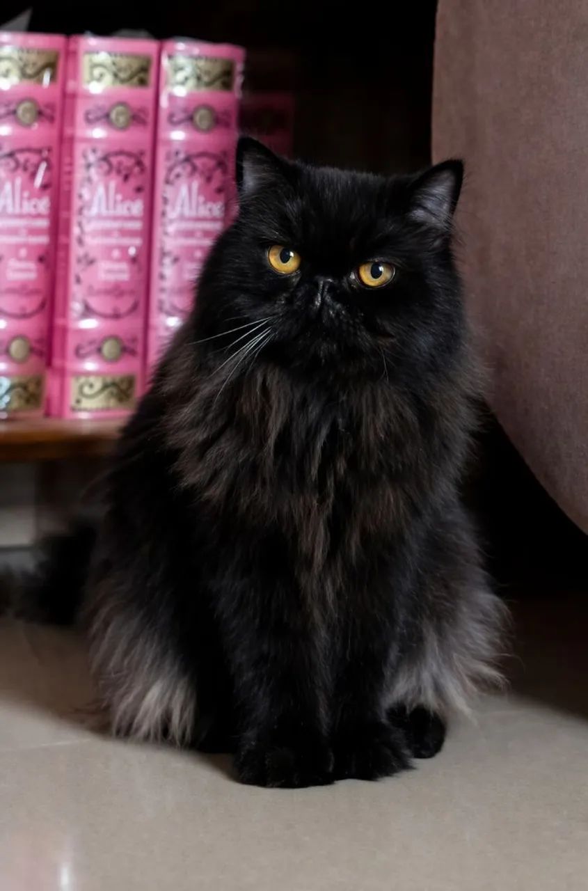 Gato persa - Foto 5