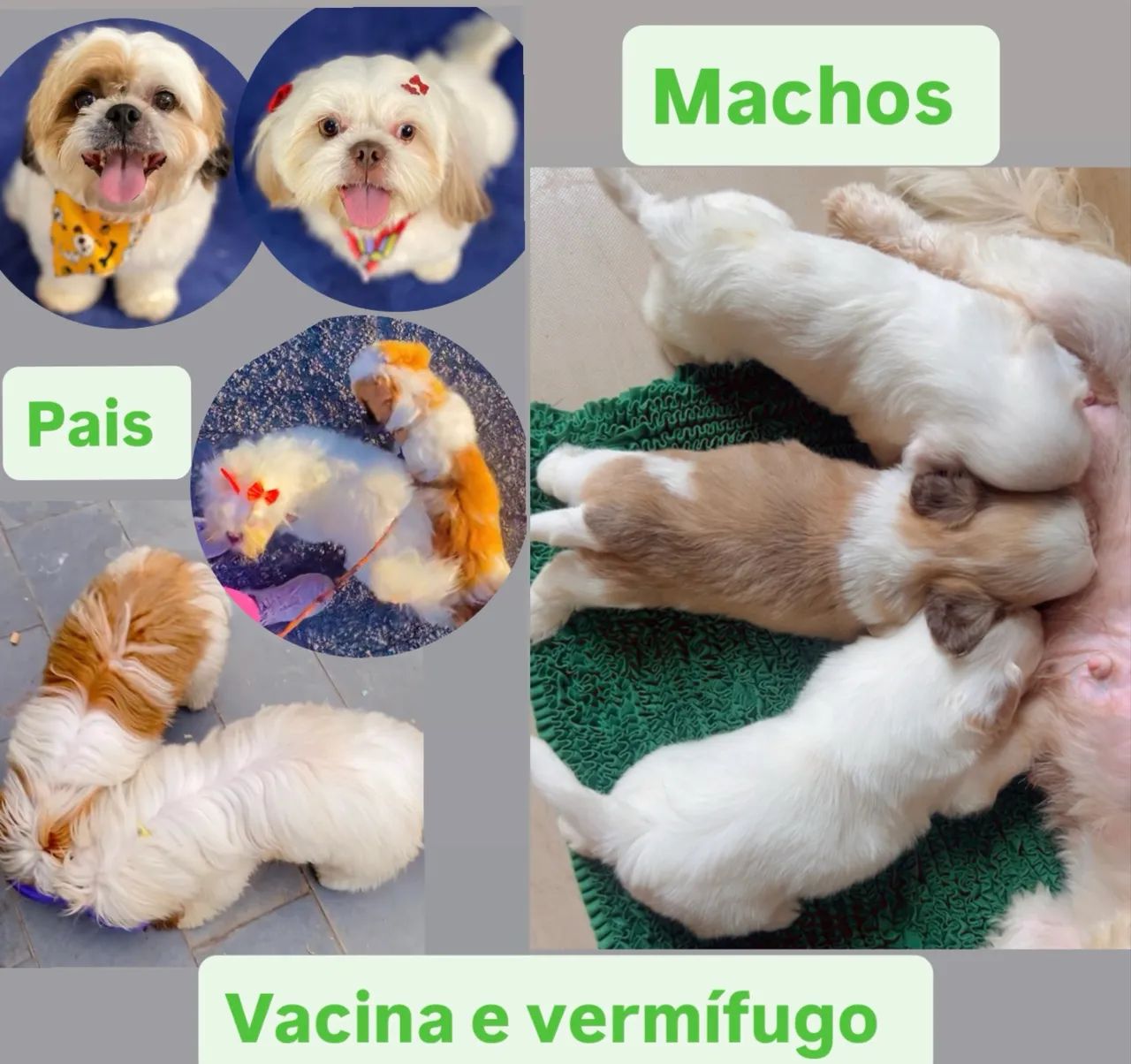 Filhotes de Shih-Tzu Disponíveis 