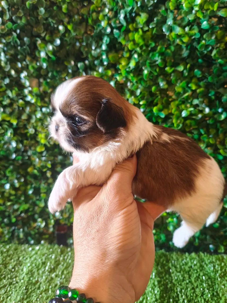 Shih Tzu macho micro  - Foto 3