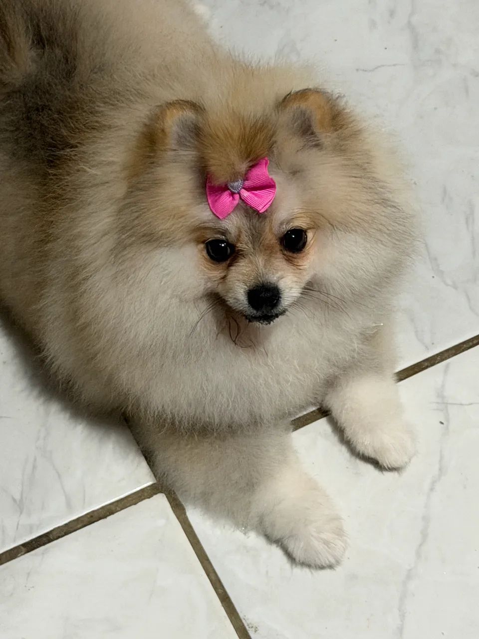 Cachorro - Foto 4