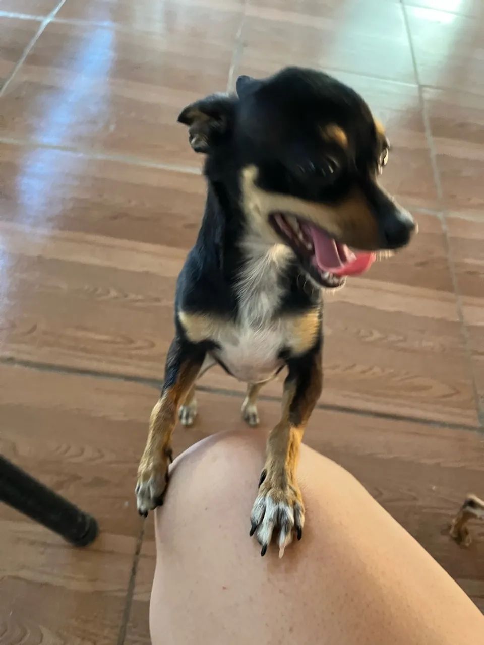 Pinscher Macho Canela Seca  - Foto 5
