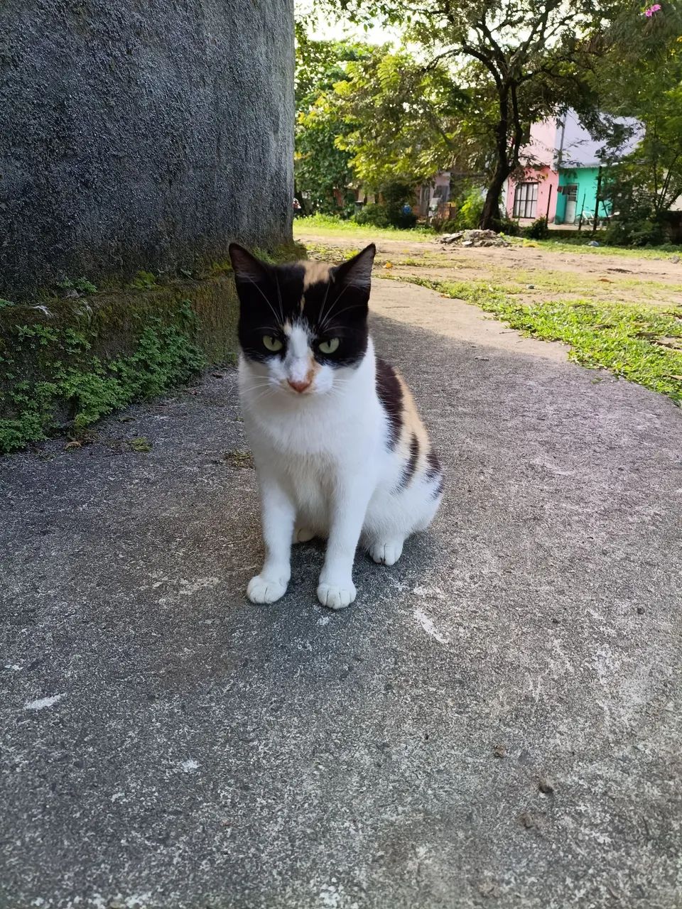 Gato - Foto 3