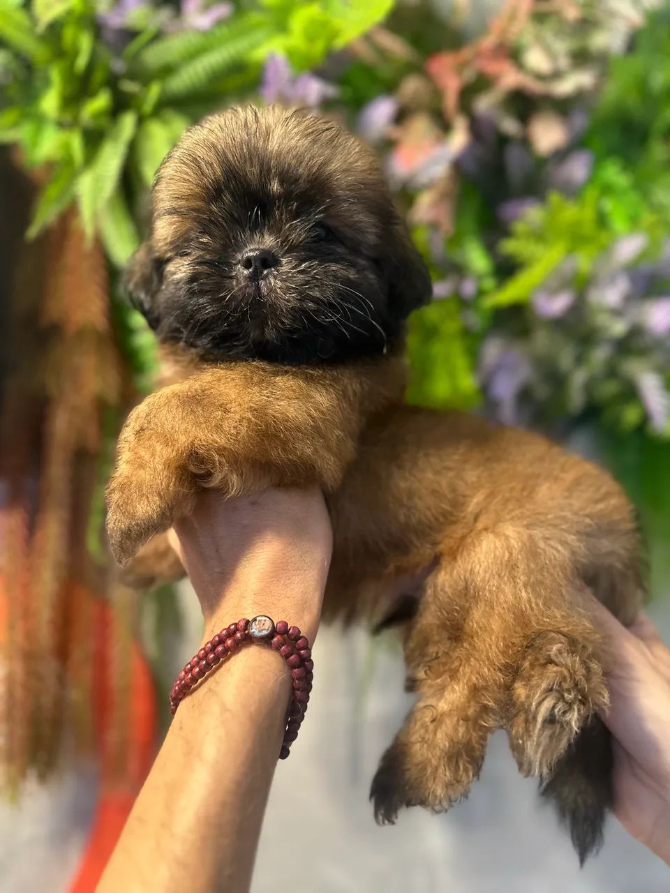 Perfeito e lindo Shitzu macho  - Foto 4