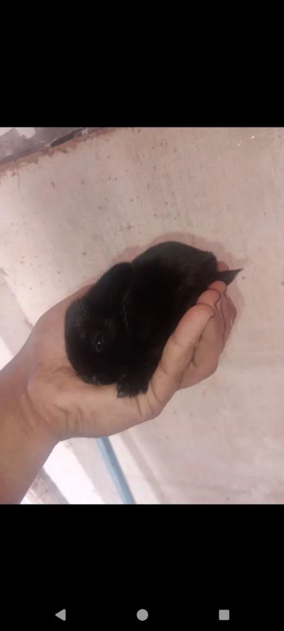 Mini coelhos  - Foto 4