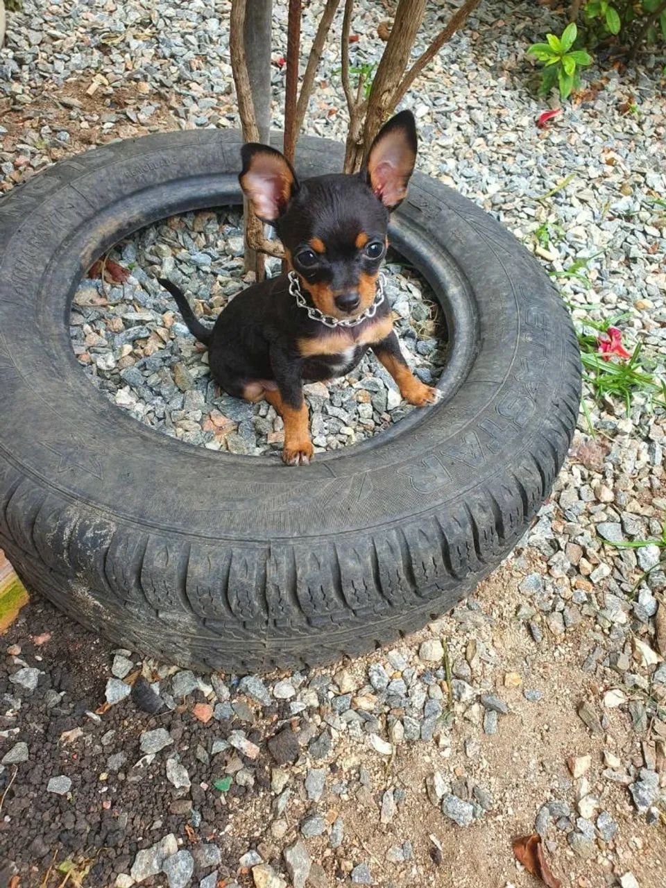 Pinscher 0 - Foto 3