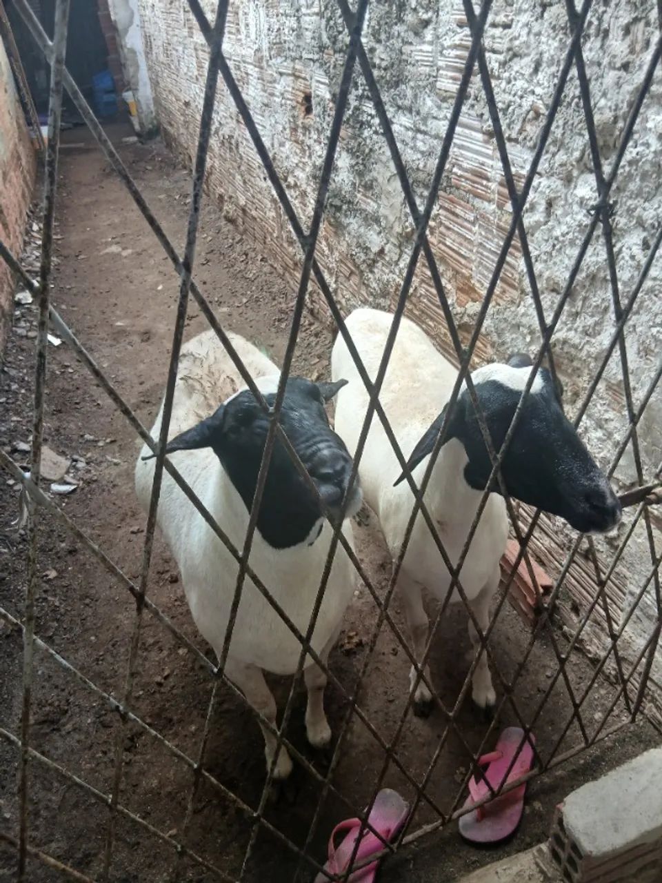 saído 