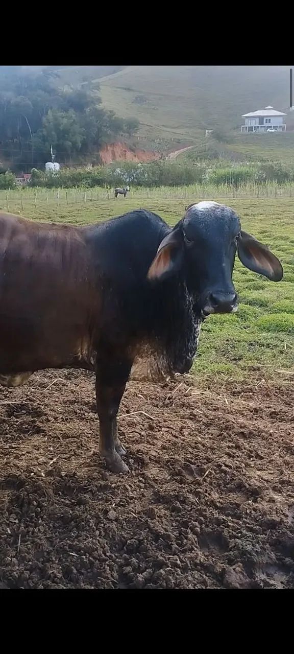 Vaca girolanda  - Foto 3