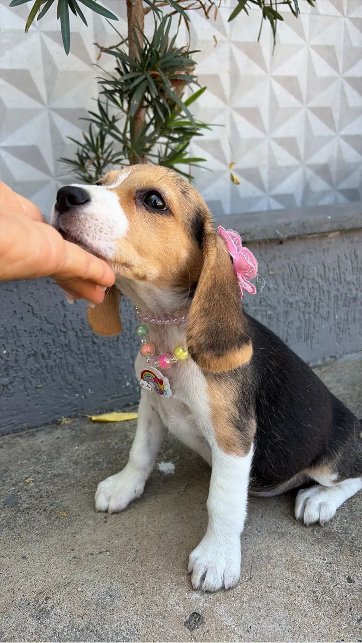 Beagle - Foto 5