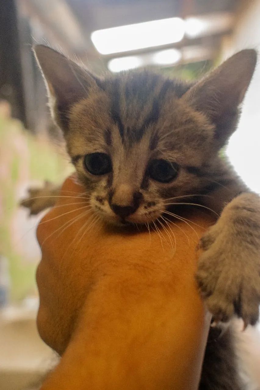 Gatinhos para Doação (Franca SP) - Foto 5