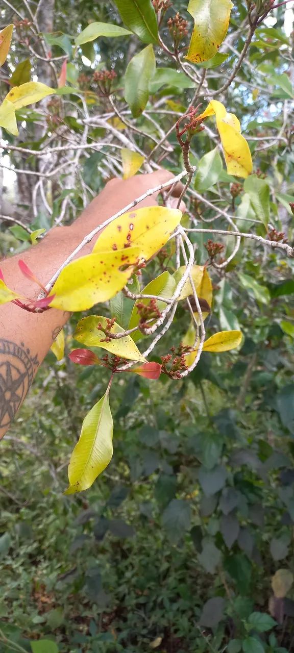 Fazende dos pássaros  - Foto 4