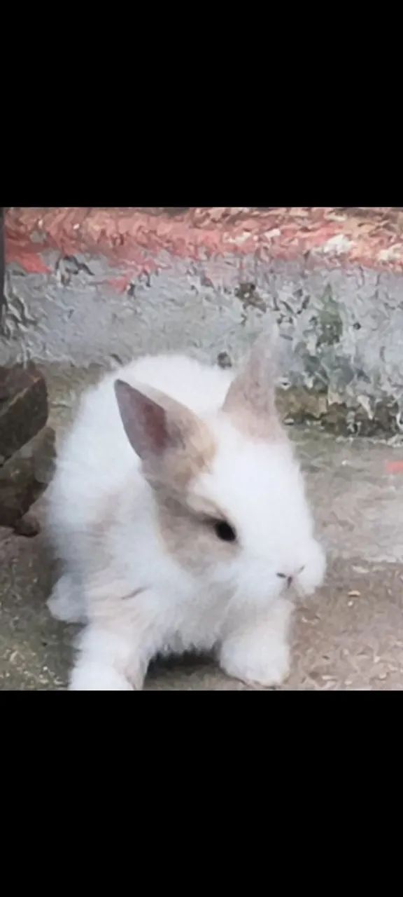 Coelhos linhagem pura -  Teddy Dwerg