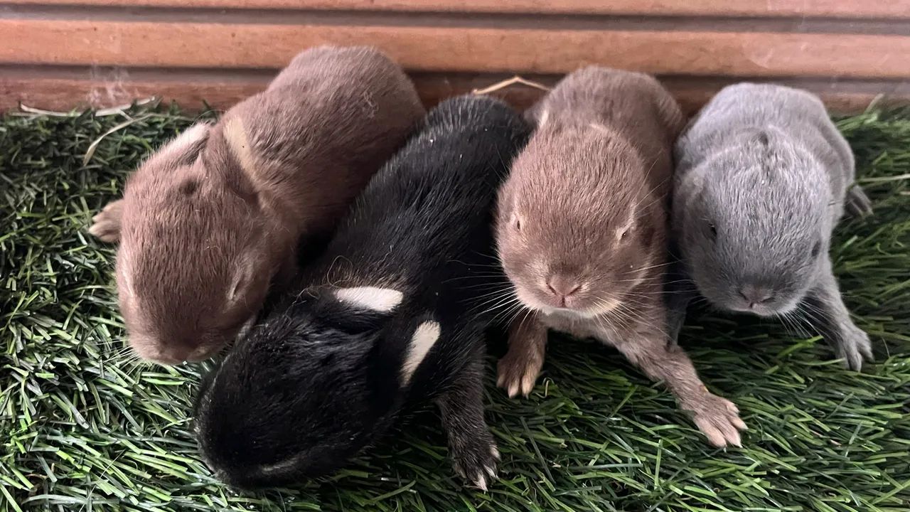 Mini coelho65570202246786120