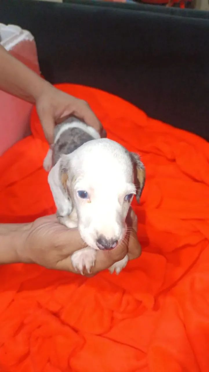 Cachorro basset  - Foto 5