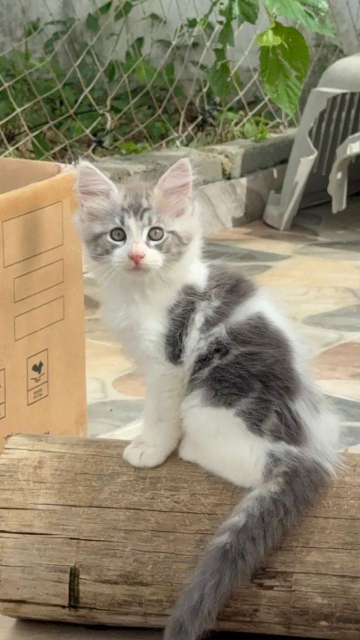 Filhotes Maine Coon o gato Gigante  - Foto 5