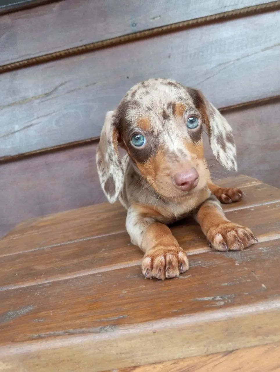 Daschund - Ama cavar 
