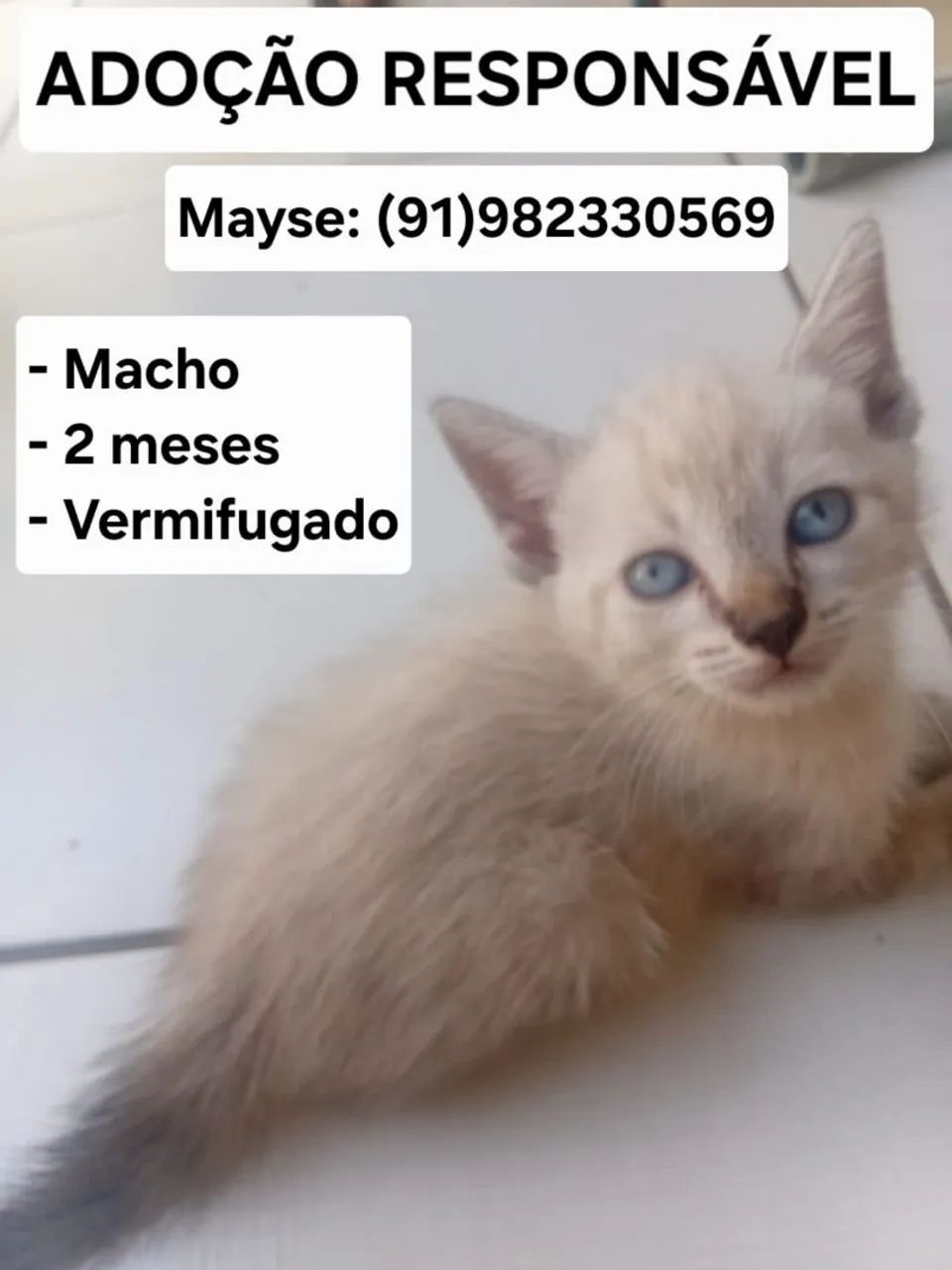 Adoção responsável - Foto 2