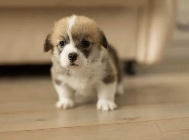 POODLE X maltes - Foto 5