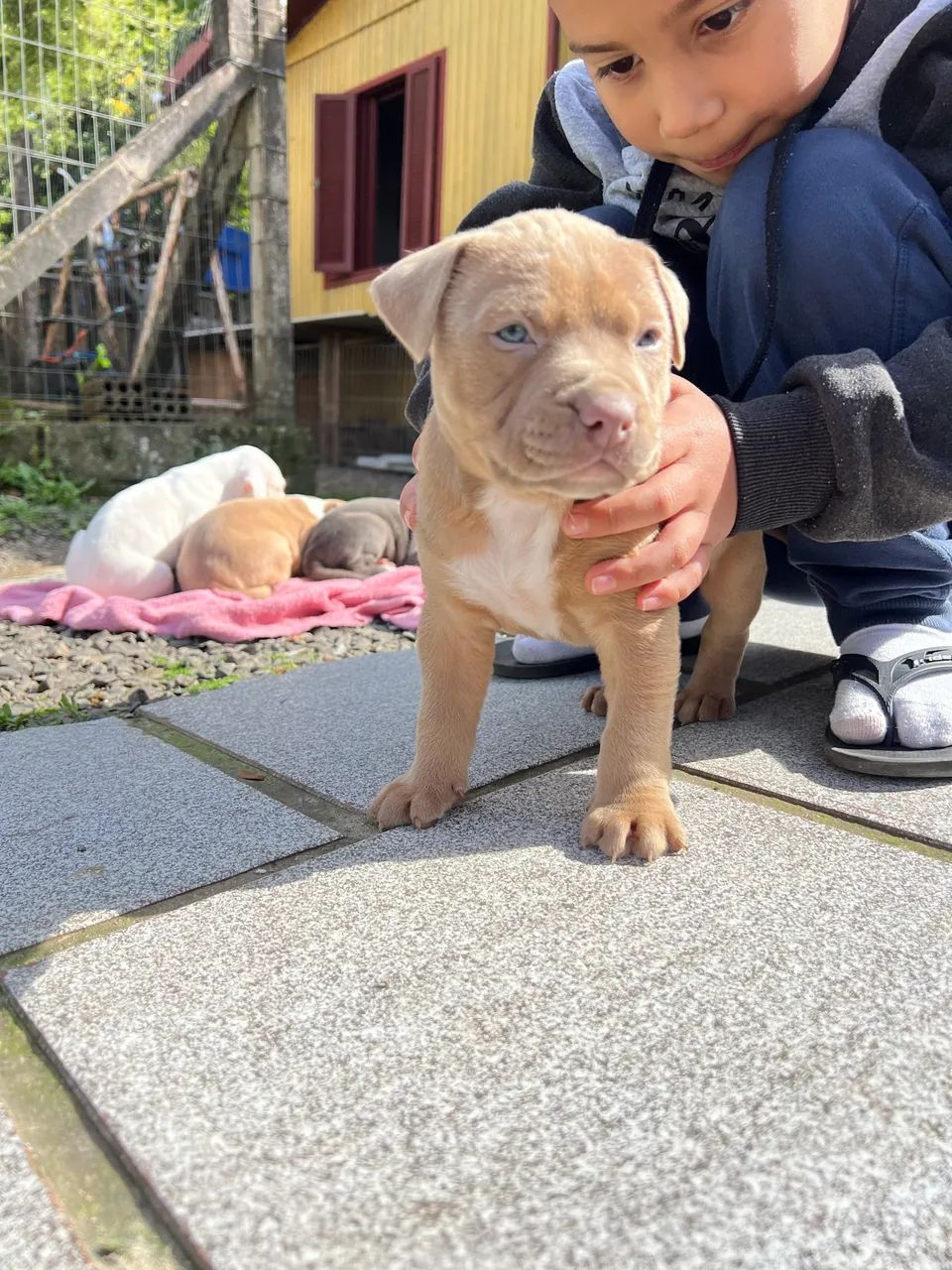 Filhotes pitbull 