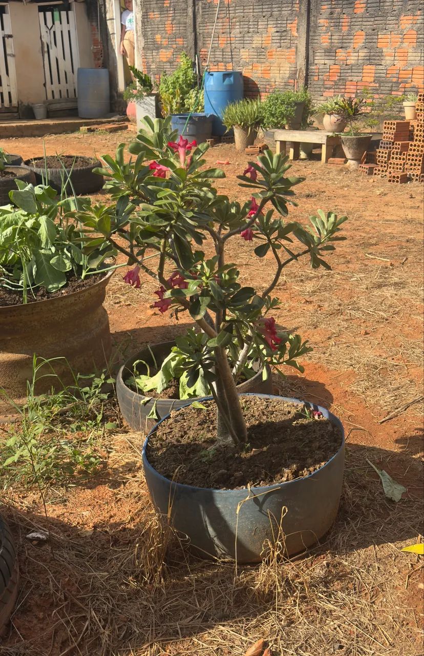 Rosa do deserto  - Foto 2