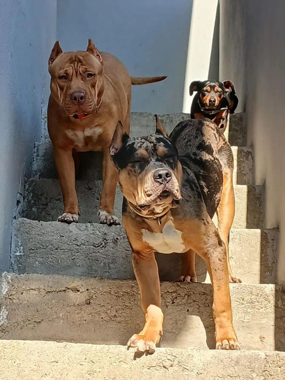 FILHOTES DE PITMONSTER  - Foto 2