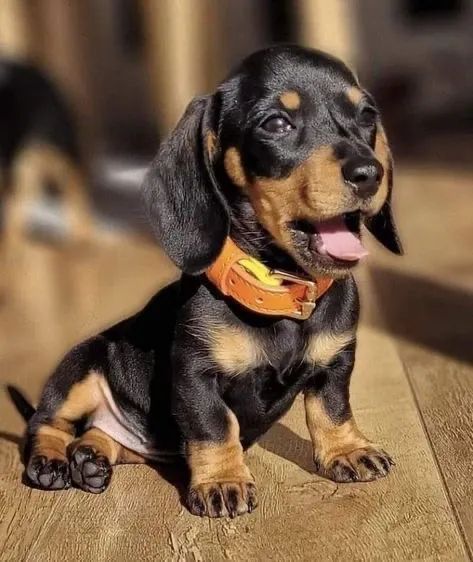 Filhotes de Dachshund mini  - Foto 2