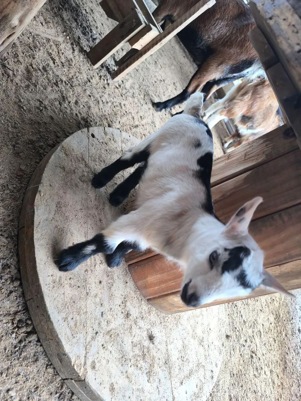 Mini cabras - Foto 4