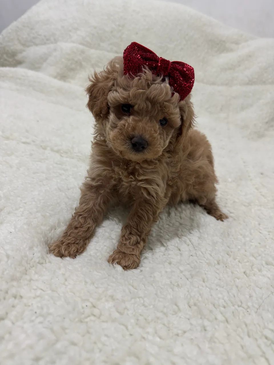 Poodle Toy Red Pedigree Entrega Rápida - Foto 3