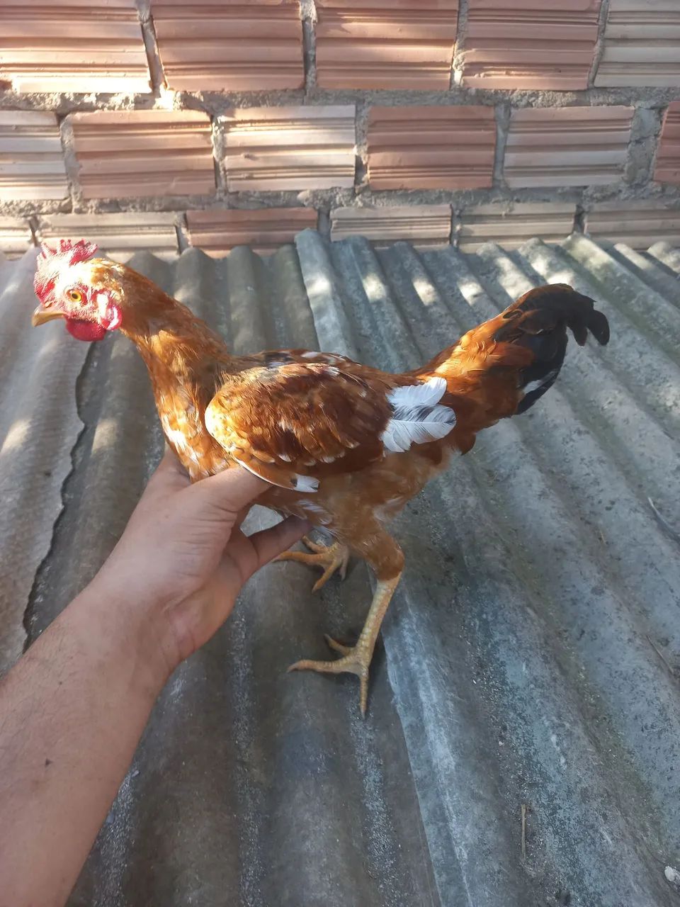 Frango garlinzer  - Foto 2
