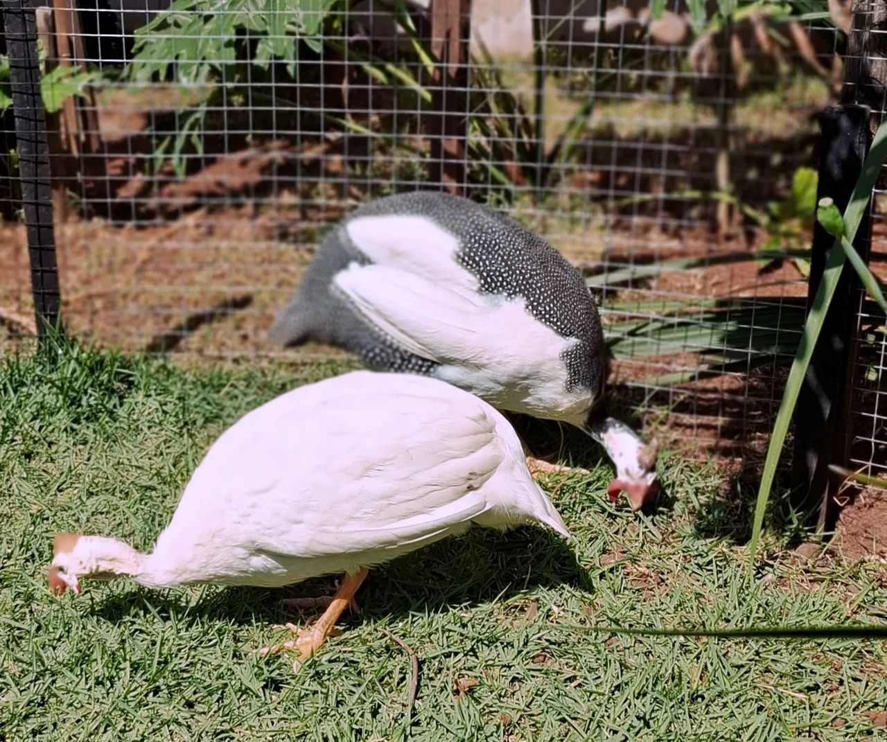Casal  - Foto 2