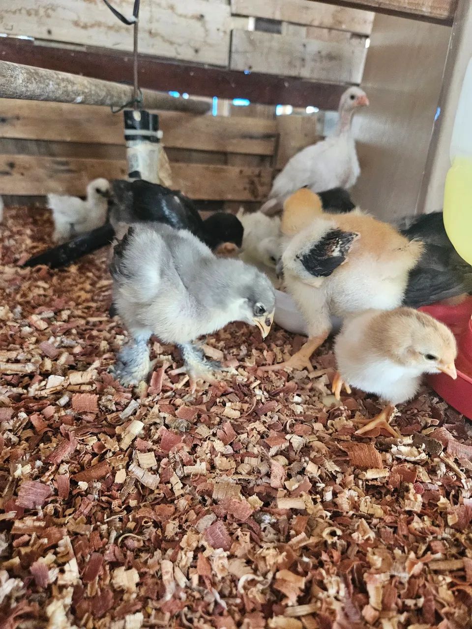 Pintinhos Diversos - Foto 5