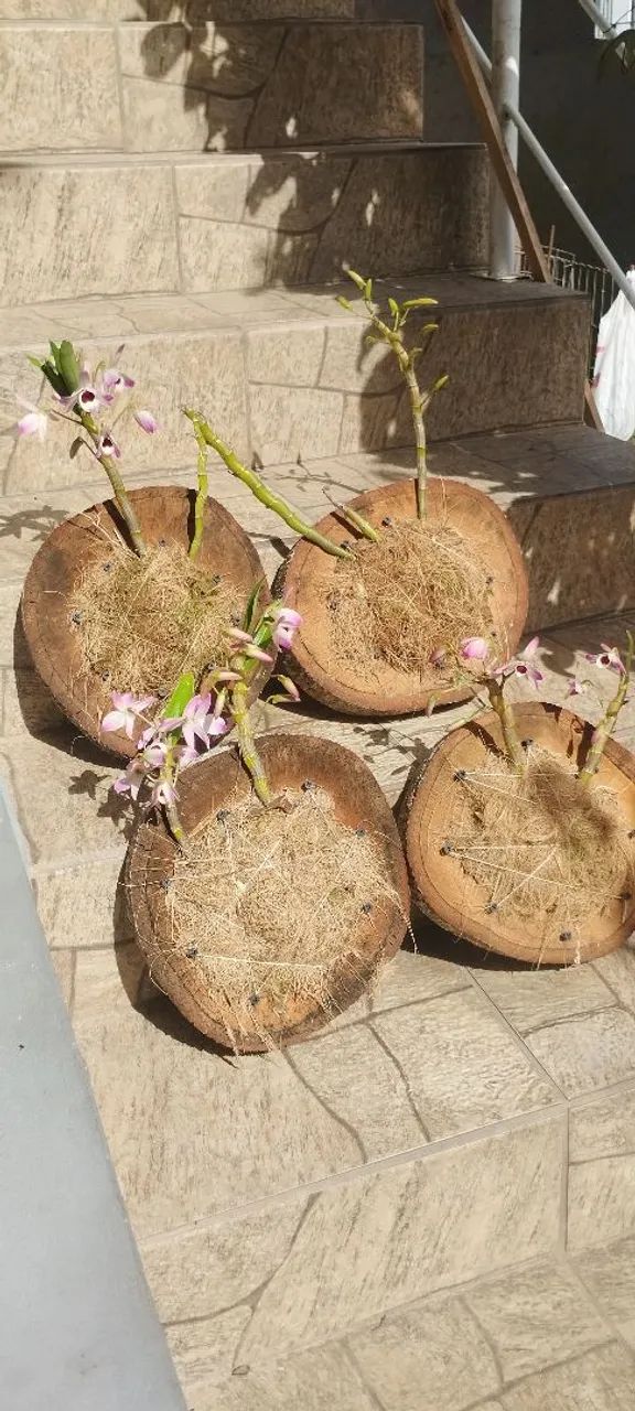 Orquídeas plantada na bolacha  - Foto 2