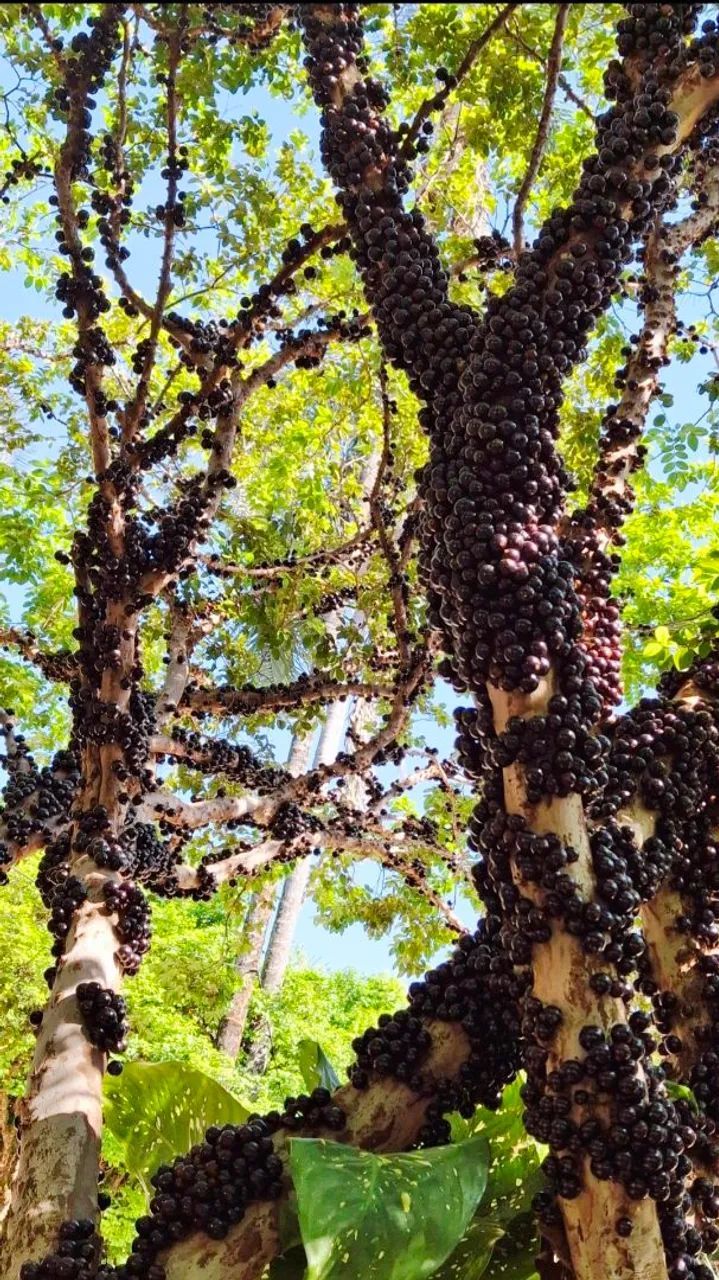 JABUTICABA ATACADO