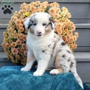 ?Filhotes de Border Collie com procedência?