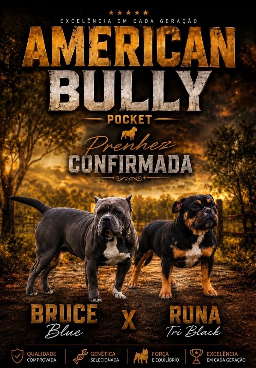 American Bully Pocket  - Foto 5