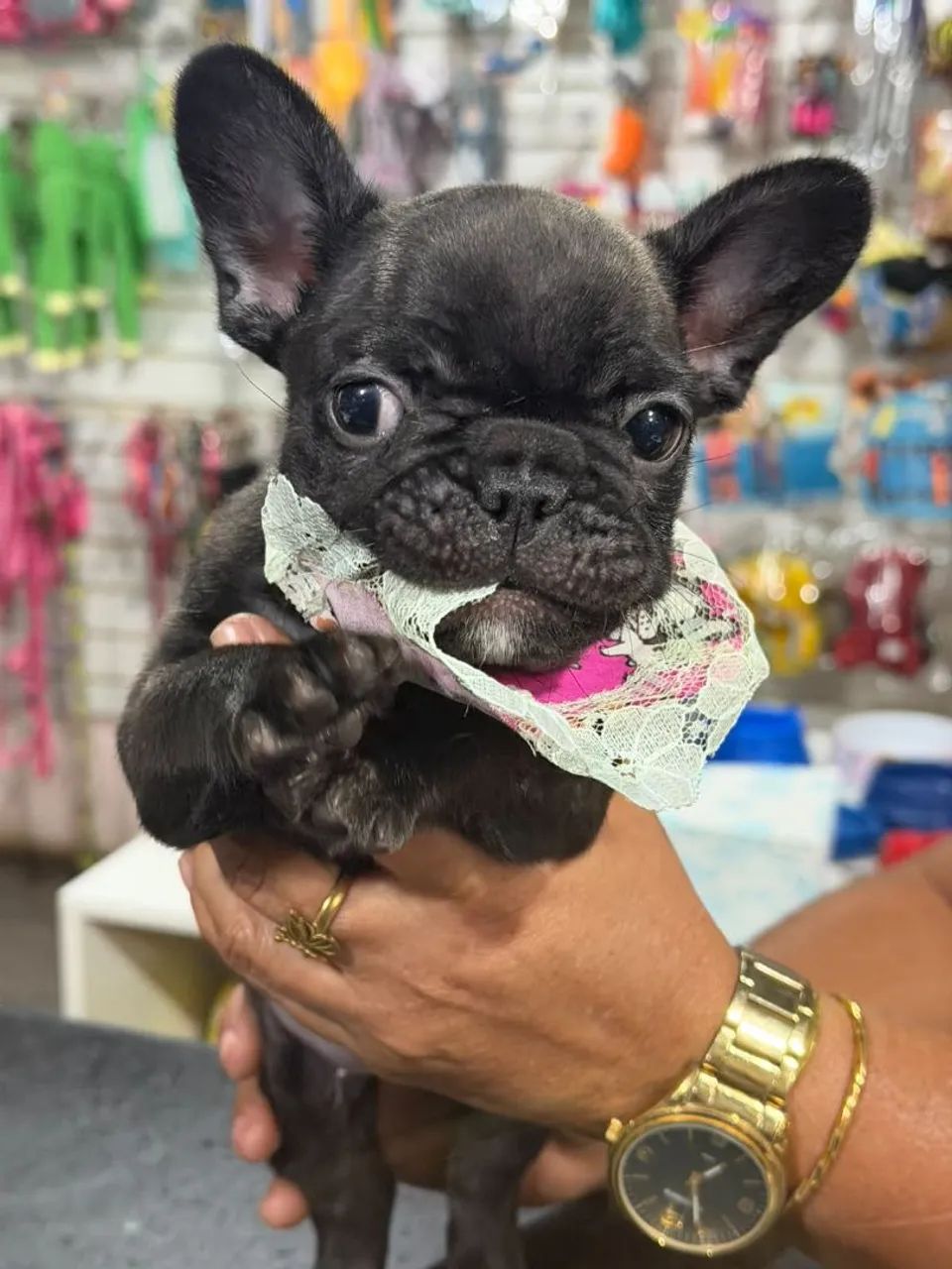 Buldogue francês  - Foto 2